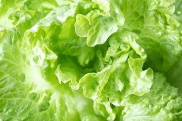Batavia green lettuce salad shallow focus background