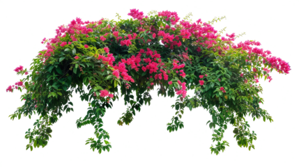 Isolated Bushes on transparent background