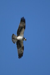 osprey is hunting a fish