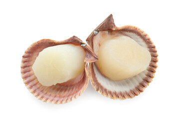 Fresh raw scallops in shells isolated on white, top view
