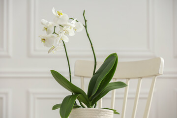 Blooming orchid flower in pot on chair near white wall indoors