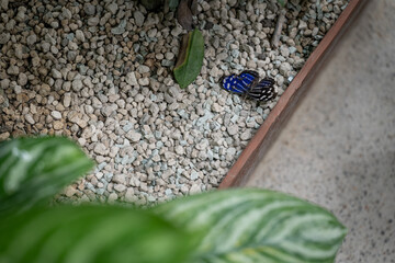 A trampled and discarded dead butterfly with blue pearly wings.