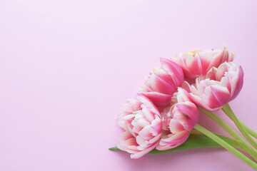 Pink peony tulips with white petal edges on a pink background. Copy space.