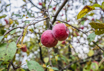 Apple tree in Chernobyl Nuclear Power Plant Zone of Alienation, Ukraine