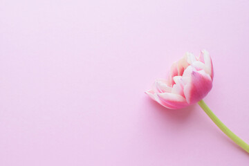 One pink peony tulip with white petal edges on a pink background. Copy space.