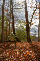 Bench with Fall Background