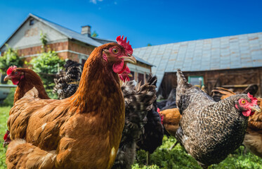 Group of chickens on free range chicken farm in Masovia region, Poland