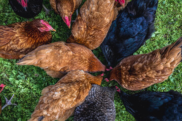 Group of chickens on free range chicken farm in Masovia region, Poland - obrazy, fototapety, plakaty