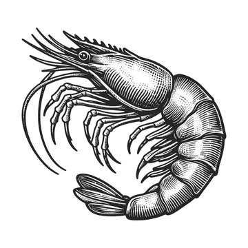 Shrimp sea Caridea animal food sketch engraving generative ai vector illustration. Scratch board imitation. Black and white image.