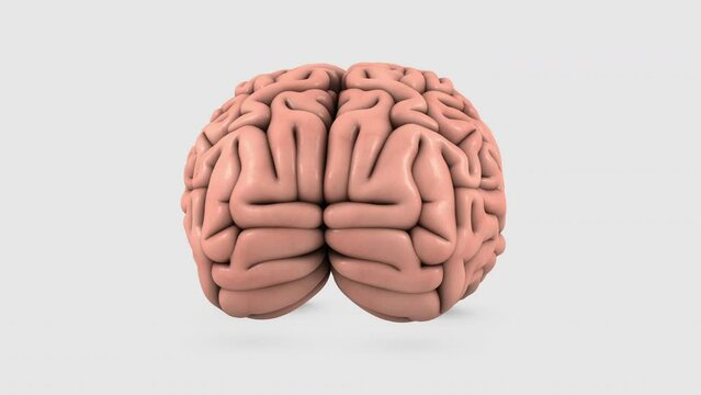 3D animation human brain Anatomical