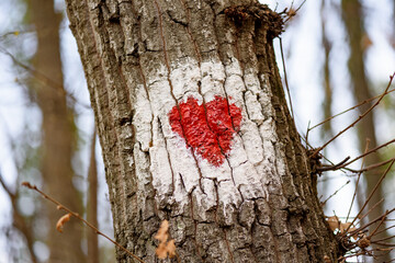 Hiking marking on a tree in the woods.The symbol of the heart in nature