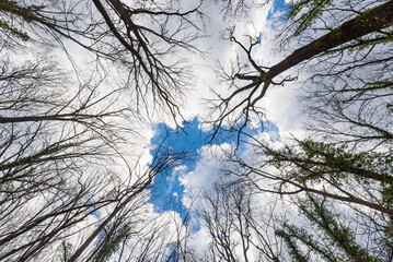 Tall Forest Up Above. Mighty tree with no leaves. Look up in a dense forest