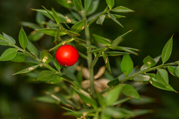 Butcher's Broom (Ruscus aculeatus) branches with ripe red berries in to the forest 