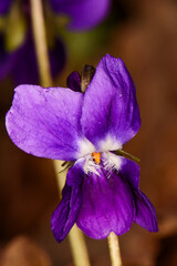 Spring flower violet, shiner, viola in the green alpine meadow.