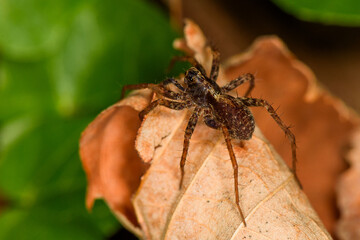 Beautiful macro shot of forest spider Lycosidae.