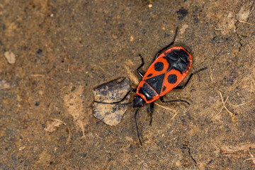 Fire Bug (Pyrrhocoris apterus) in nature