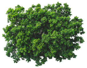 Lush green tree with dense foliage, cut out - stock png.
