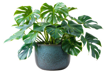 Monstera plant with glossy leaves in modern grey pot, cut out - stock png.