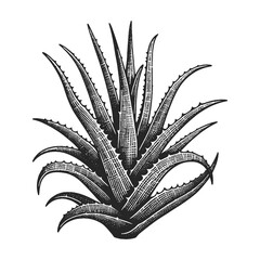 Aloe Vera plant with pointed leaves sketch engraving generative ai fictional character vector illustration. Scratch board imitation. Black and white image. - obrazy, fototapety, plakaty
