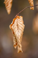 Dried leaf details in nature