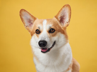 A poised Pembroke Welsh Corgi dog against a vibrant yellow backdrop, displaying the breed's characteristic attentive ears and warm, intelligent gaze