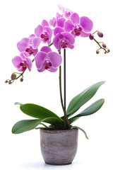 Vibrant Pink Orchid in Bloom