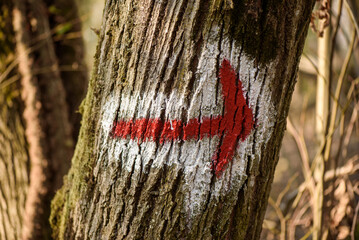 Hiking marking on a tree in the woods. Symbol of arrow in nature