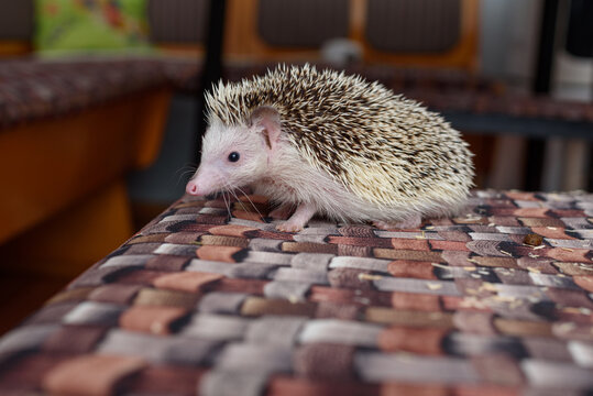 The four-toed hedgehog, also known as the African pygmy hedgehog