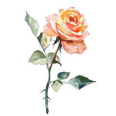 Watercolor Rose isolated on transparent background - 757600511