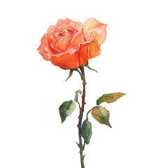 Watercolor Rose isolated on transparent background - 757600557