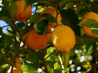 The lemon (Citrus × limon) fruits, Spain
