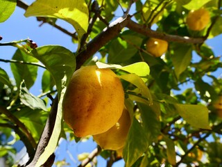 The lemon (Citrus × limon) fruits, Spain