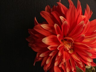 Dahlia roja sobre fondo oscuro © Angélica Ramos