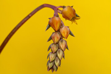 Echeveria Rainbow Flowers. Closeup exotic tropical flower. Colorful photo of fresh spring flower over isolated background