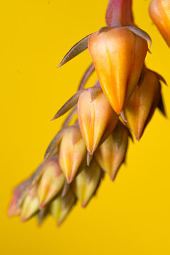 Echeveria Rainbow Flowers. Closeup exotic tropical flower. Colorful photo of fresh spring flower over isolated background
