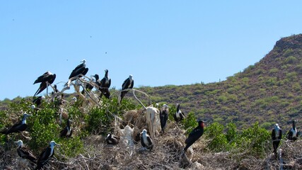 Aves de la Isla Espíritu Santo, La Paz, Baja California Sur  