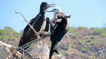 Aves de la Isla Espíritu Santo, La Paz, Baja California Sur  