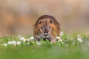Coypus eating grass on the bank of a small river