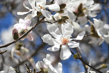 A branch of white star magnolia flower tree blossoms blooming in the spring season