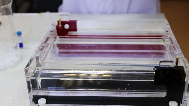 Scientist puts samples with DNA fragments into agarose gel for separation of DNA fragments for electrophoresis
