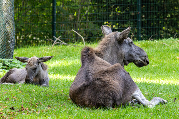 European Moose, Alces alces, also known as the elk
