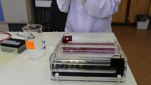 Scientist puts samples with DNA fragments into agarose gel for separation of DNA fragments for electrophoresis