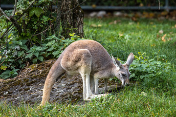 Red kangaroo, Macropus rufus in a german park
