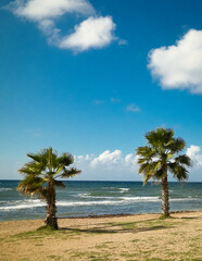 Beach and palms on Mediterranean Sea coast. Cyprus - obrazy, fototapety, plakaty