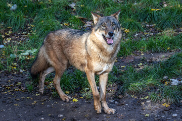 Naklejka na ściany i meble European Grey Wolf, Canis lupus in a german park