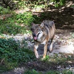 European Grey Wolf, Canis lupus in a german park