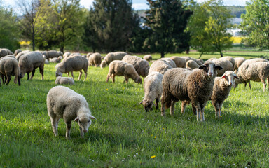 Herd of sheep grazing in the field
