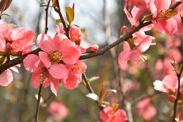Spring flowers park in Arandjelovac Serbia - 757606513