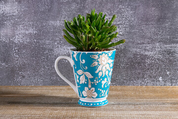 Houseplant succulent Crassula in the blue floral cup on the table.