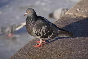 Common pigeon in the park.